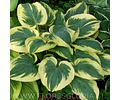 RIZOMA DE HOSTA BAND OF GOLD