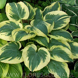 RIZOMA DE HOSTA BAND OF GOLD