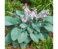 RIZOMA DE HOSTA BLUE CADET