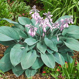RIZOMA DE HOSTA BLUE CADET