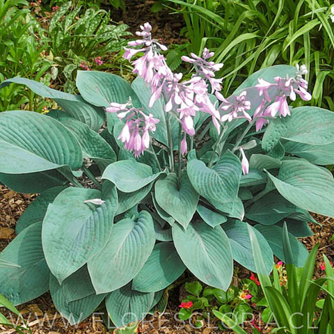 RIZOMA DE HOSTA BLUE CADET