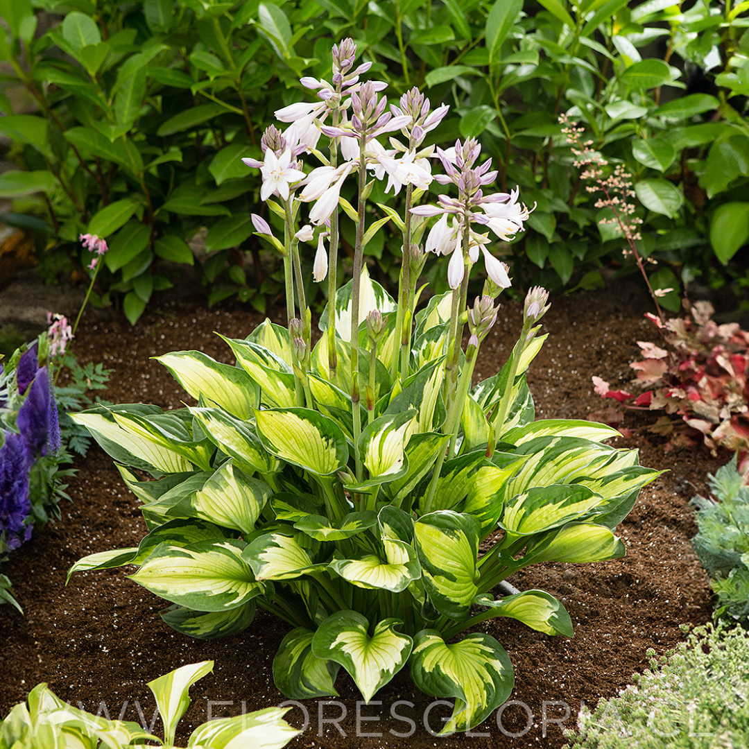 RIZOMA DE HOSTA COLORED HULK