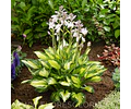 RIZOMA DE HOSTA COLORED HULK