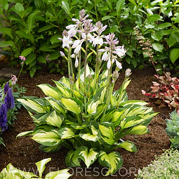 RIZOMA DE HOSTA COLORED HULK