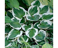 RIZOMA DE HOSTA MINUTEMAN