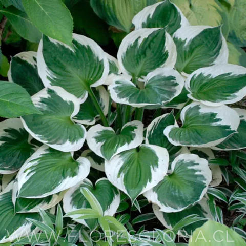RIZOMA DE HOSTA MINUTEMAN