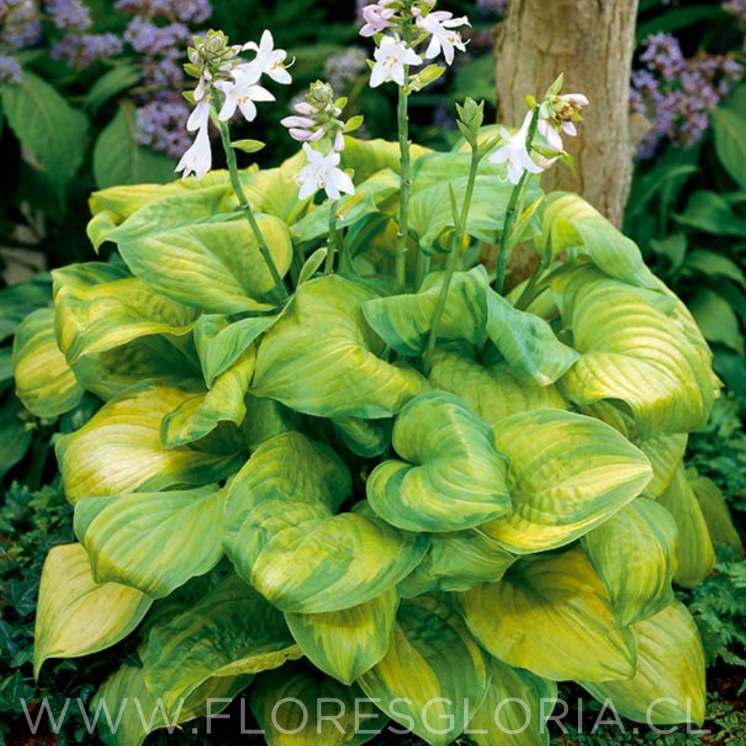 RIZOMA DE HOSTA AVOCADO