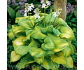 RIZOMA DE HOSTA AVOCADO