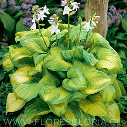 RIZOMA DE HOSTA AVOCADO