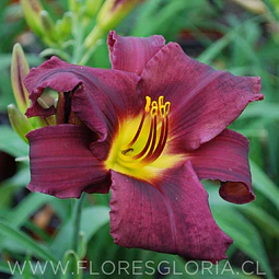 RIZOMA DE HEMEROCALLIS STELLA IN PURPLE