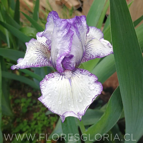 RIZOMA DE IRIS GERMANICA BOLD PRINT 