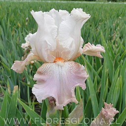 RIZOMA DE IRIS GERMANICA FRAPPE