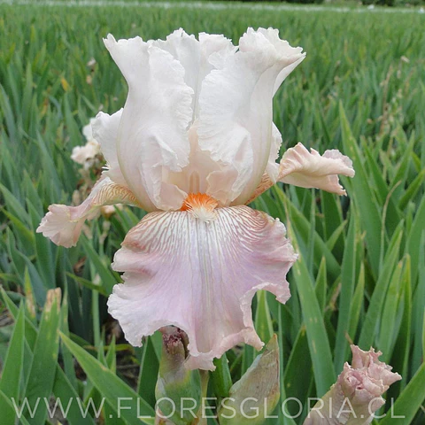 RIZOMA DE IRIS GERMANICA FRAPPE
