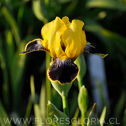 RIZOMA DE IRIS GERMANICA BUMBLEBEE DEELITE