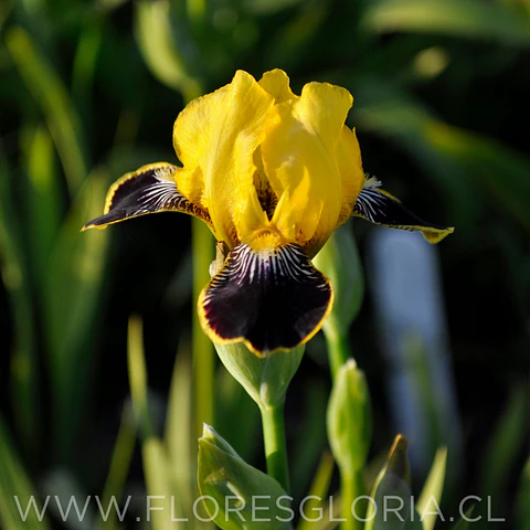 RIZOMA DE IRIS GERMANICA BUMBLEBEE DEELITE