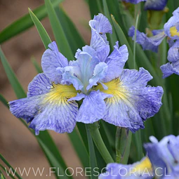  RIZOMA DE IRIS SIBIRICA CAPE COD BOYS