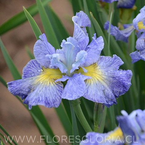  RIZOMA DE IRIS SIBIRICA CAPE COD BOYS