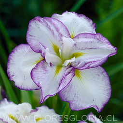 RIZOMA DE IRIS ENSATA LIGHT AT DAWN