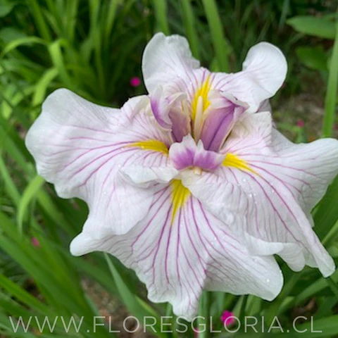 RIZOMA DE IRIS ENSATA GREYWOODS CATRINA 