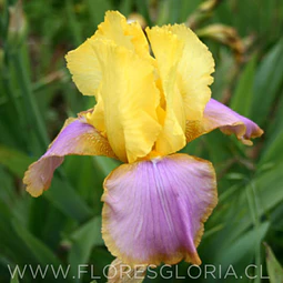 RIZOMA DE IRIS GERMANICA SUNSET SKY 