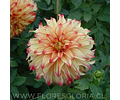 TUBEROS DE DALIA LADY DARLENE