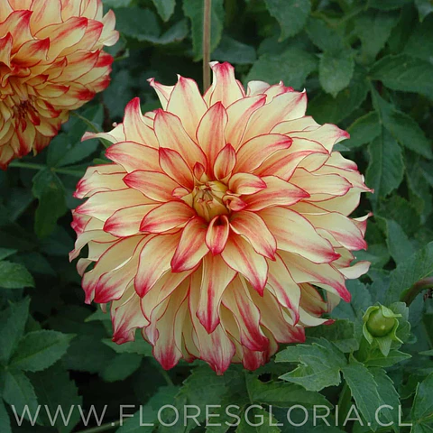 TUBEROS DE DALIA LADY DARLENE