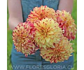 TUBEROS DE DALIA LADY DARLENE