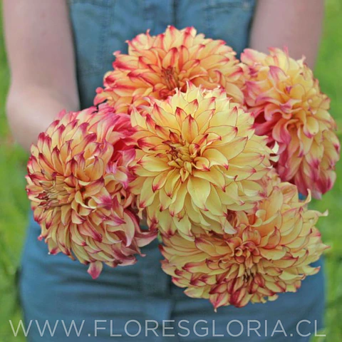 TUBEROS DE DALIA LADY DARLENE