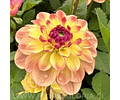 TUBEROS DE DALIA JOWEY JULIE