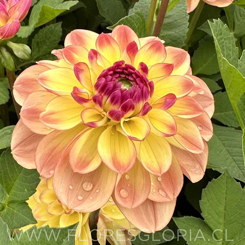 TUBEROS DE DALIA JOWEY JULIE