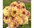 TUBEROS DE DALIA JOWEY JULIE
