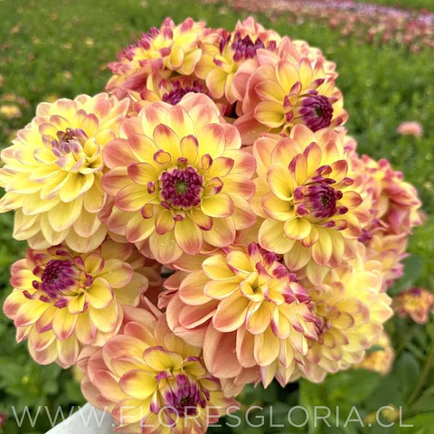 TUBEROS DE DALIA JOWEY JULIE