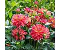 TUBEROS DE DALIA FIREPOT