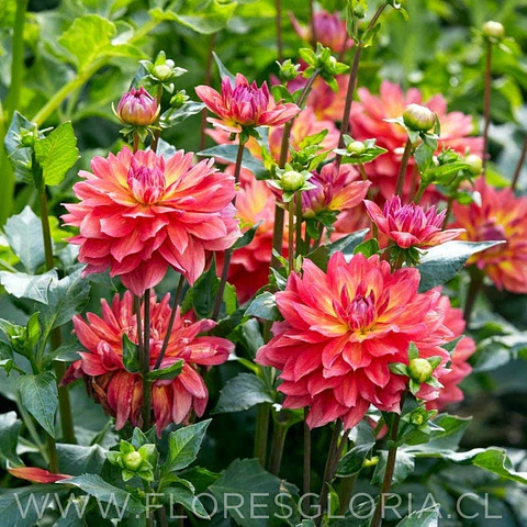 TUBEROS DE DALIA FIREPOT