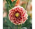 TUBEROS DE DALIA JOWEY HUBERT