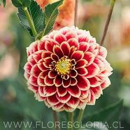 TUBEROS DE DALIA JOWEY HUBERT