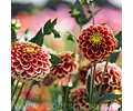 TUBEROS DE DALIA JOWEY HUBERT