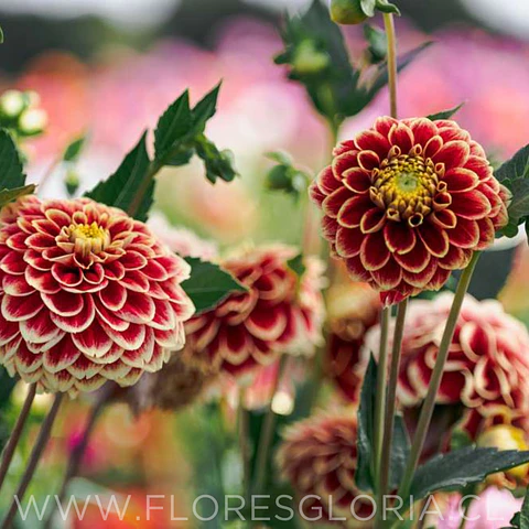 TUBEROS DE DALIA JOWEY HUBERT