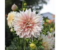 TUBEROS DE DAHLIA CAFE AUT LAIT