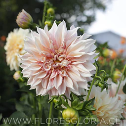 TUBEROS DE DAHLIA CAFE AUT LAIT
