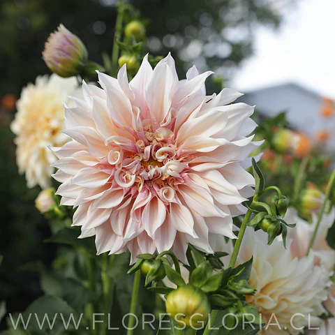 TUBEROS DE DAHLIA CAFE AUT LAIT