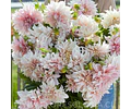 TUBEROS DE DAHLIA CAFE AUT LAIT