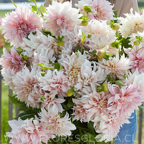 TUBEROS DE DAHLIA CAFE AUT LAIT