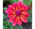 TUBEROS DE DALIA FIREPOT