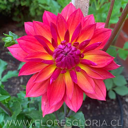 TUBEROS DE DALIA FIREPOT