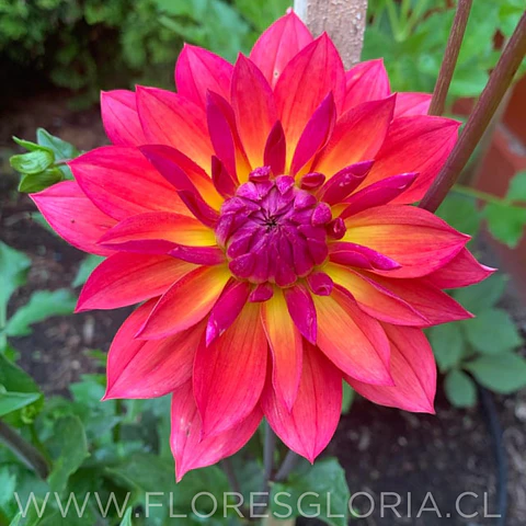 TUBEROS DE DALIA FIREPOT
