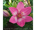 PACK LILIUM POT ROZALYN
