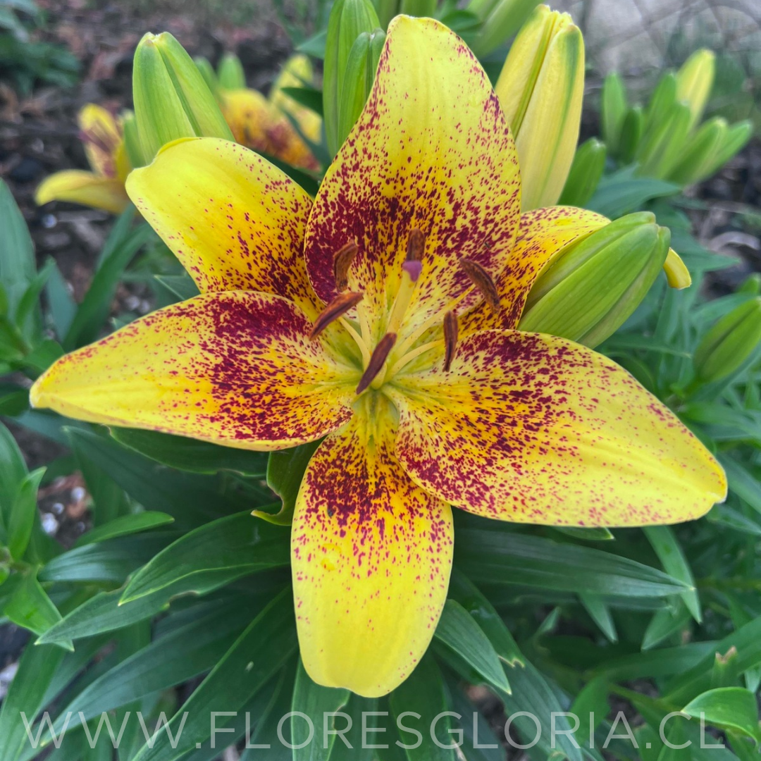 PACK LILIUM POT TINY NUGGET