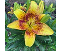 PACK LILIUM POT TINY NUGGET 