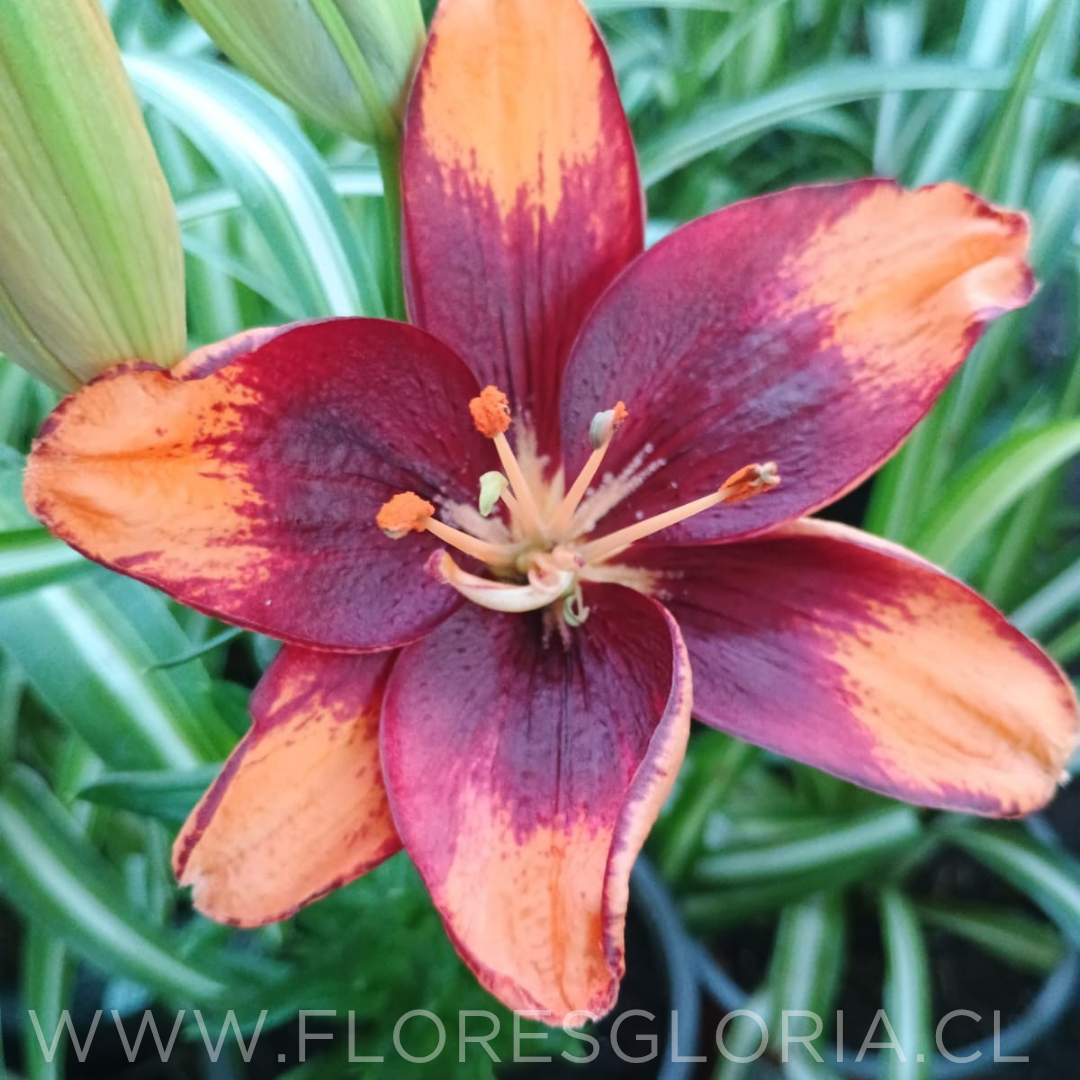 PACK LILIUM POT TINY LION
